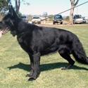 Static Guard / K9