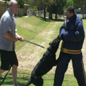 Hold and Bark